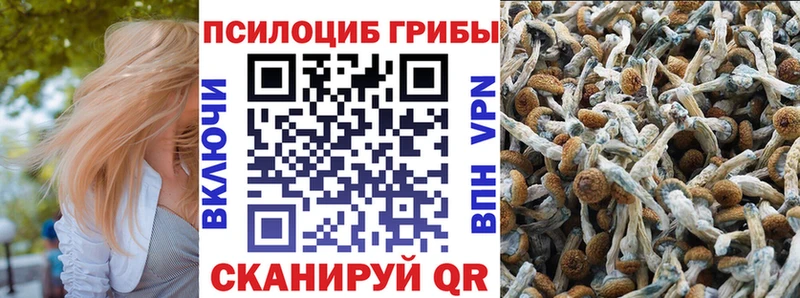 где купить наркотик  Перевоз  Псилоцибиновые грибы GOLDEN TEACHER 